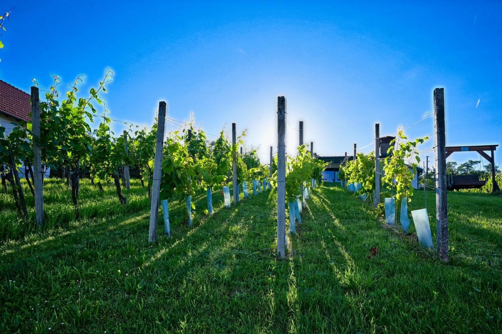 Vila Kellerstoeckl Am Berg Eisenberg an der Pinka Exteriér fotografie